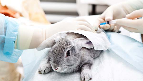 China To Relax Laws on Cosmetic Animal Testing - aAh! Magazine